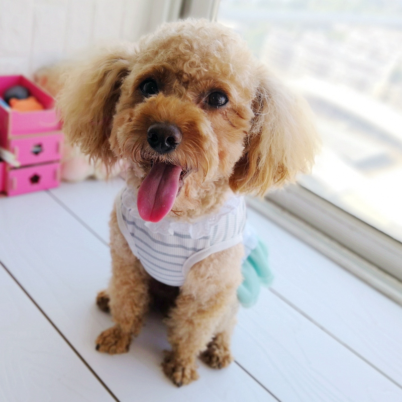 Cheap On Sale Pet Dress For Do - Baby Products On Sale のレビューと価格